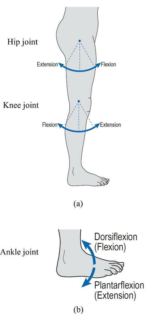 7 Illustration of (a) the flexion-extension at the hip and knee and (b ...