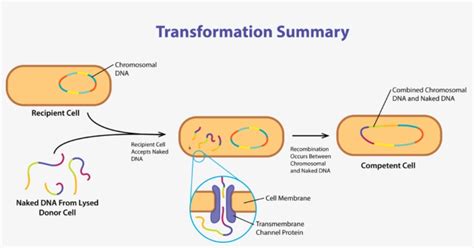 [DIAGRAM] Block Diagram Of Transformation - MYDIAGRAM.ONLINE