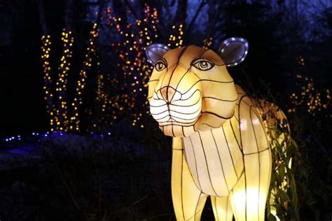 5 Reasons Why the Cincinnati Zoo Festival of Lights is the Perfect Holiday Outing · 365 CINCINNATI