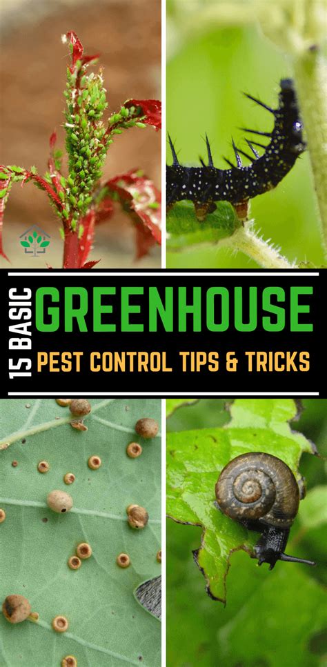 15 Basic Greenhouse pest control tips and tricks - GreenHouse Planter