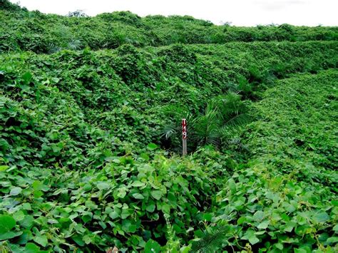 Yes I Love Farming! :D: Mucuna bracteata - the best cover crop solution