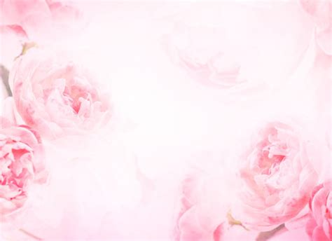 Rose Flower Background Wallpaper