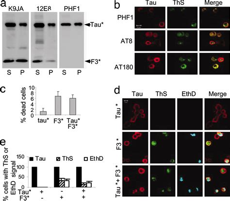 Stepwise proteolysis liberates tau fragments that nucleate the ...