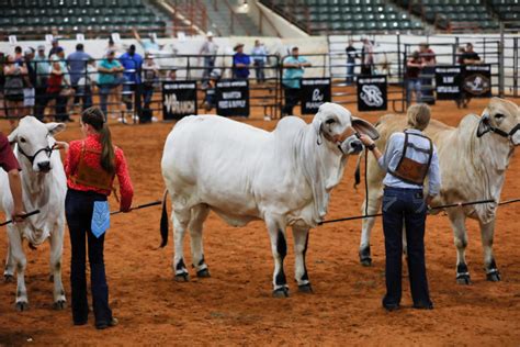 LIVE BRAHMAN: THE 2021 ALL-AMERICAN NATIONAL JUNIOR BRAHMAN CATTLE SHOW - Moreno Ranches