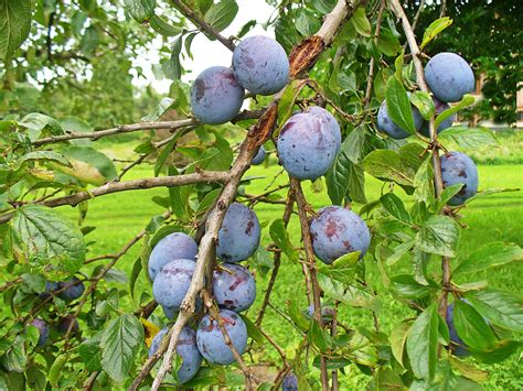 Free Images : nature, branch, berry, flower, foliage, produce, closeup ...