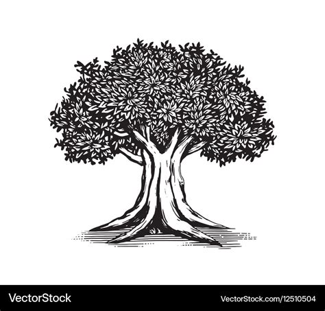 Oak tree logo design Royalty Free Vector Image