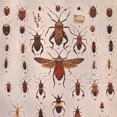 Antique Vintage Insect Print to Frame True Bugs 1905 by AgedPage