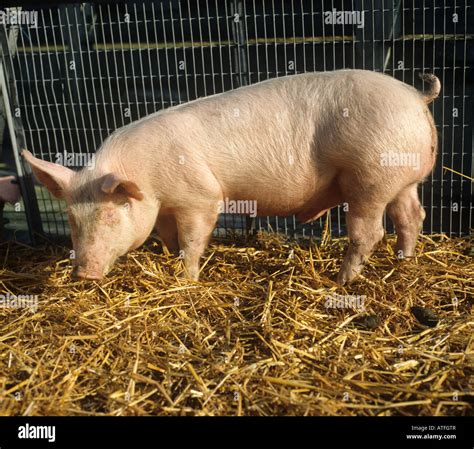 Large white pig hi-res stock photography and images - Alamy