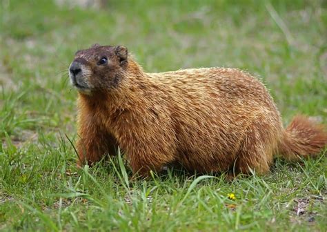 Groundhog Behavior - AnimalBehaviorCorner