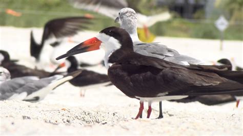 Black skimmer colony nesting area on Lido Key - Suncoast News and ...