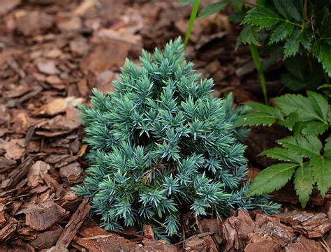 Blue Star Juniper Guide: How to Grow & Care for “Juniperus Squamata ...