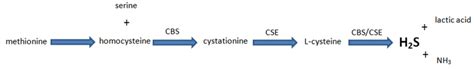 Simplified hydrogen sulfide synthesis pathway. | Download Scientific ...