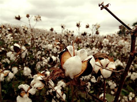 Cotton Field Wallpapers - Top Free Cotton Field Backgrounds - WallpaperAccess