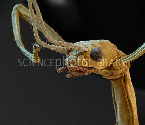 Indian stick insect head, SEM. Credit: Eye of Science/ Science Photo ...