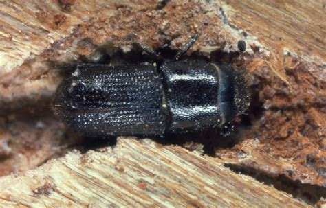 How to Prevent Pine Bark Beetle Infestations | Tallahassee.com Community Blogs