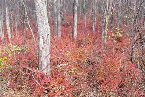 Invasive Japanese Barberry