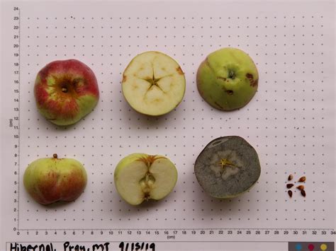 Apple Harvest - Western Agricultural Research Center | Montana State University