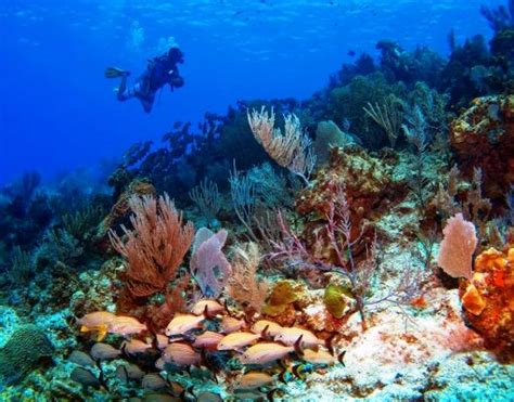 Cayman Brac Diving is a Great Diving Experience | Cayman brac, Grand cayman island, Croatia islands