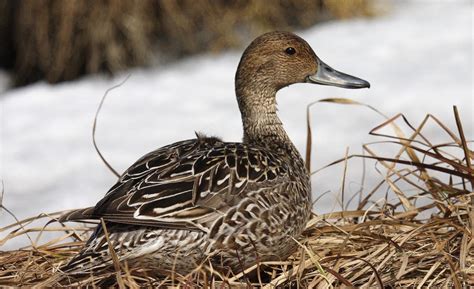 Northern pintail | New Zealand Birds Online