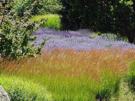 15 best Lavender & grass ideas images on Pinterest | Ornamental grasses, Garden grass and Plants