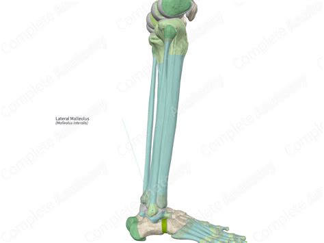 Lateral Malleolus | Complete Anatomy