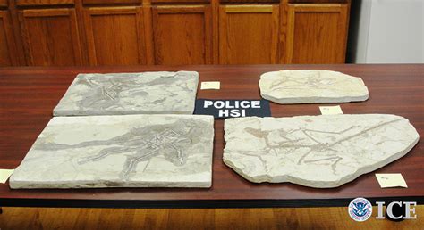 Wyoming fossil retailer pleads guilty to smuggling dinosaur and other ...