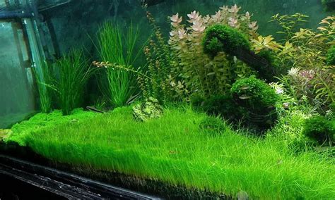 Dwarf Hairgrass Bunch Eleocharis Parvula Aquatic Aquarium Plants BUY2GET1FREE* | Planted ...