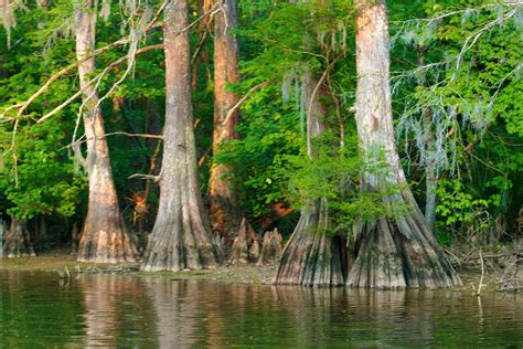 January Born - Cypress Tree Louisiana Swamp, Cypress Trees, Tree House ...