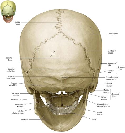 Back Of Skull Anatomy / Back Bone With Skull Back View Stock ...