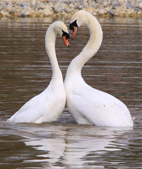 Swan love 1 by DrewDreamShots on DeviantArt