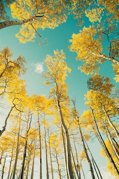 woodendreams: (by Cinematic Photography) Yellow Wallpaper, Nature ...