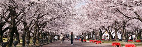 Japanese Cherry Blossom Tree Hd