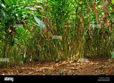 Cardamom Plant Stock Photos & Cardamom Plant Stock Images - Alamy