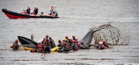 Miraculous Rescue: 15-Ton Baby Whale Reunited with Mother After ...