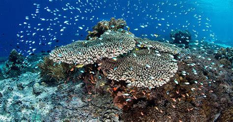 Coral Reef Restoration: Man Accidentally Discovers Method to Restore ...