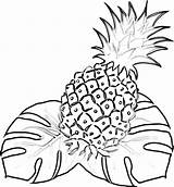 Pineapple coloring Page Free – Colorless Drawings sketch template