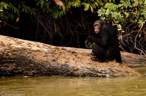 Wildlife along the Gambia river – Ramdas Iyer Photography