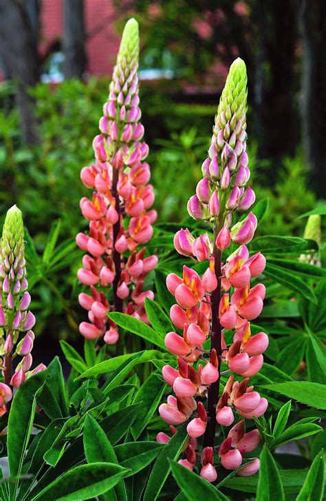 Beautiful perennial Lupine | From the Swallowtail Garden See… | Flickr