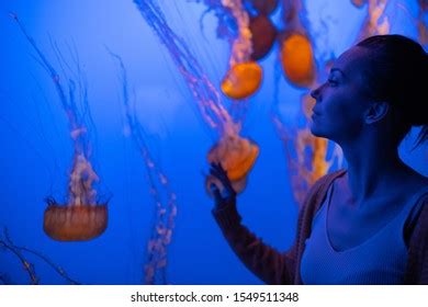 Woman Watching Exotic Jellyfishes Aquarium Stock Photo 1549511348 | Shutterstock