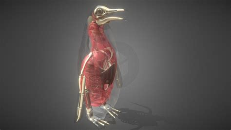 Penguin Anatomy - Buy Royalty Free 3D model by lazae [b015af9] - Sketchfab Store