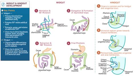 Embryology Fundamentals: Midgut & Hindgut Development | ditki medical ...