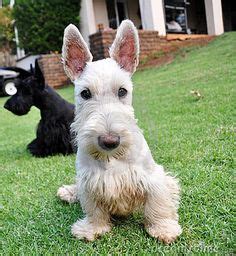 39 Scottish terrier haircuts ideas | scottish terrier, terrier, scottie dog