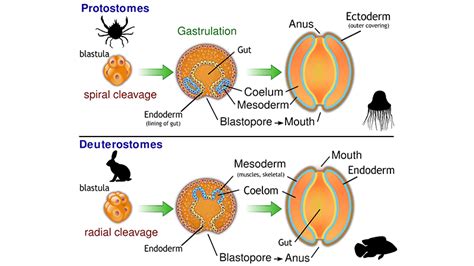 Deuterostomes Protostomes Blastopore