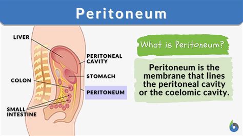 Peritoneum Anatomy