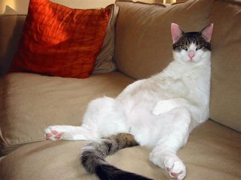 Funny fat cats |Funny Animal