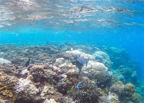 Maldives Snorkeling - The Unbelievable Underwater World