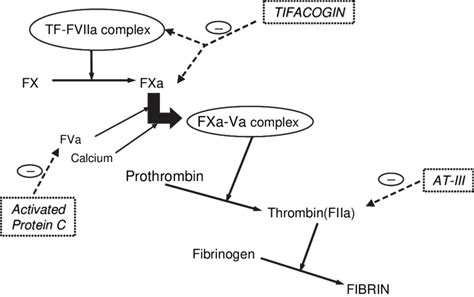 Anticoagulant drugs exert their anticoagulant properties at different ...