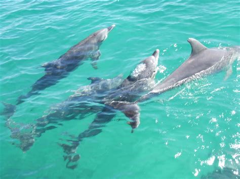 On my Queensland bucket list - Feeding the dolphins at Tangalooma Island Resort | My Queensland ...