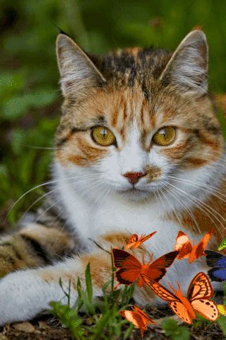 Gato Gif, Gif Collection, Cats Meow, Animals Beautiful, Cute Cats, Masterpiece, Bunny, Gifts ...