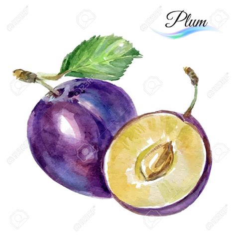 Plum drawing watercolor isolated on white background for design ...